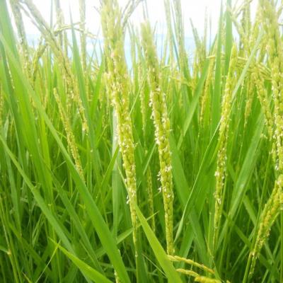 ふるさと納税 三条市 新潟県三条産新之助 5kg×1袋 令和8年産新之助 精米 新潟県産新之助【014S148】 |  | 01