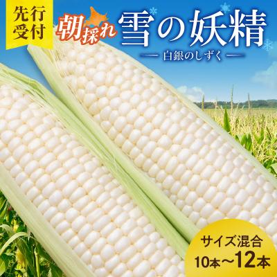 ふるさと納税 清水町 [2026年8月〜発送開始!]白いとうもろこし 雪の妖精 サイズ混合 10〜12本