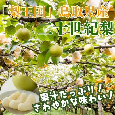 ふるさと納税 八頭町 【2027年発送分先行受付】二十世紀梨(赤秀) 3kg【Y's Farm Tottori】 |  | 01