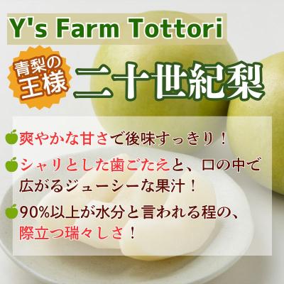 ふるさと納税 八頭町 【2027年発送分先行受付】二十世紀梨(赤秀) 3kg【Y's Farm Tottori】 |  | 02