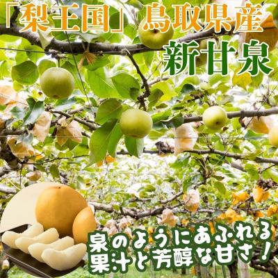 ふるさと納税 八頭町 【2027年発送分先行受付】新甘泉(赤秀) 5kg【Y's Farm Tottori】 |  | 01