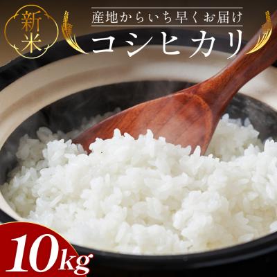 ふるさと納税 香南市 新米コシヒカリ 10kg at-0057