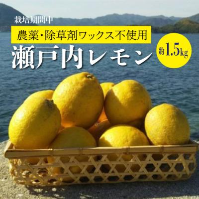 ふるさと納税 三原市 [先行受付][栽培期間中農薬・除草剤不使用]離島 佐木島!レモン 約1.5kg [017-007]