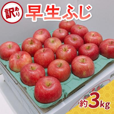 ふるさと納税 五所川原市 [2026年10月発送] [訳あり] りんご 早生ふじ 約3kg 青森県産