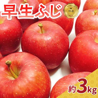 ふるさと納税 五所川原市 [2026年10月発送] りんご 約3kg 早生ふじ [特選] 青森県産
