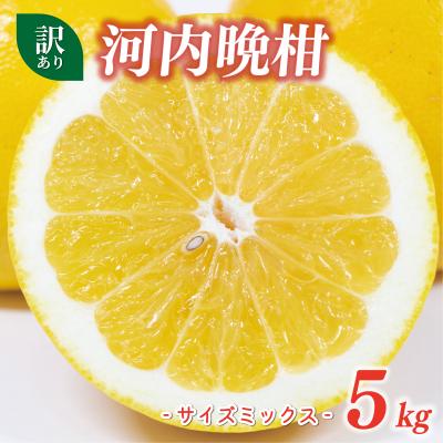 ふるさと納税 愛南町 訳あり 河内晩柑 5kg サイズミックス マルハラファーム 愛南町 愛媛県