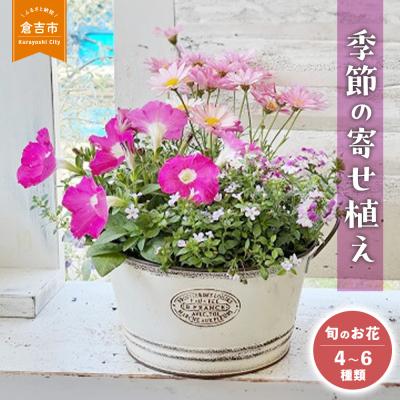 ふるさと納税 倉吉市 季節の寄せ植えM(4~6種類) お花 ギフト 花苗 苗 セット