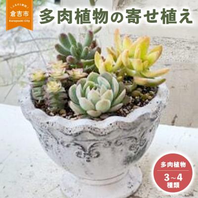 ふるさと納税 倉吉市 多肉植物の寄せ植え M 観葉植物 多肉植物 寄せ植え