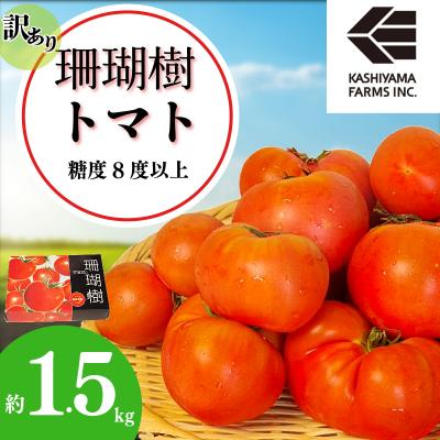 ふるさと納税 小松島市 [2026年先行受付] 訳あり 珊瑚樹トマト約1.5kg 2026年4月発送 甘い トマト フルーツ