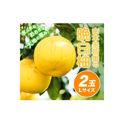 ふるさと納税 氷川町 [先行予約]山本果樹園の晩白柚 2玉(Lサイズ)[12月中旬-3月中旬頃出荷]