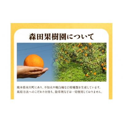 ふるさと納税 氷川町 森田果樹園の晩白柚 1玉 [12月中旬-2月末頃出荷]
