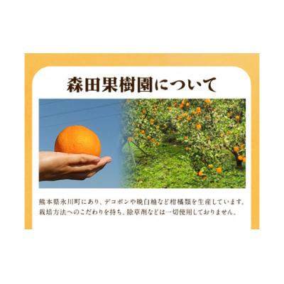 ふるさと納税 氷川町 森田果樹園の不知火 3kg[2027年2月中旬-4月下旬頃出荷]