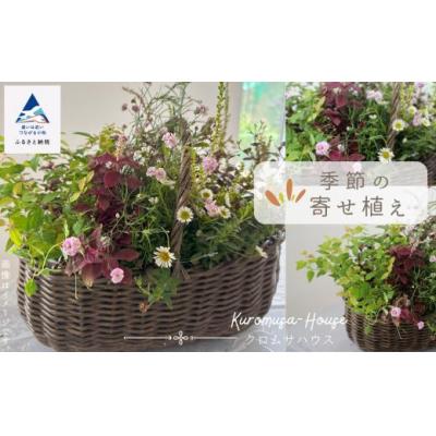 ふるさと納税 小松市 季節の寄せ植え[籐籠]