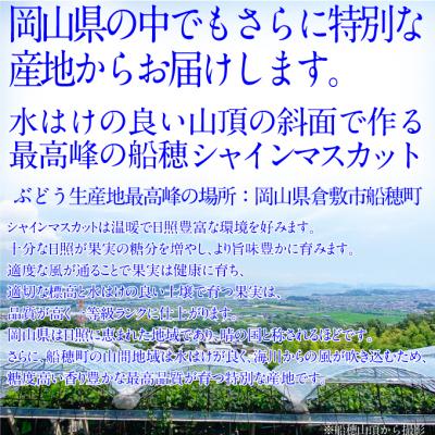 ふるさと納税 瀬戸内市 プレミアムシャインマスカット晴王 1房(約750g)赤秀品 岡山県産  [No.5735-2137]の画像