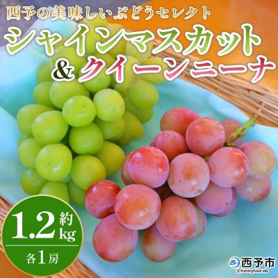 ふるさと納税 西予市 <西予の美味しいぶどう セレクトセット> 果物 くだもの ぶどう 葡萄 マスカット&amp;クインニーナ