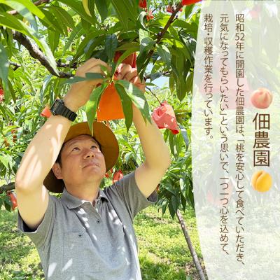 ふるさと納税 三原市 【先行受付】つくださんの桃 6個 約1kg [210-001]の画像