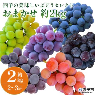 ふるさと納税 西予市 <西予の美味しいぶどう セレクトセット> 果物 くだもの フルーツ ぶどう ブドウ おまかせ2kg