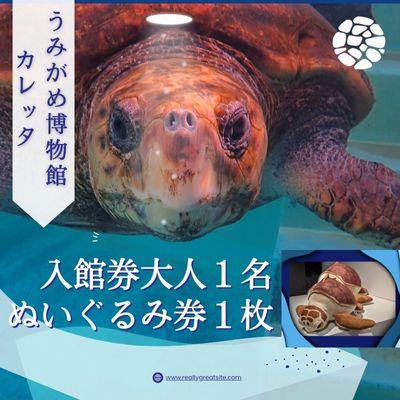ふるさと納税 美波町 日和佐うみがめ博物館カレッタ　【入館券大人1名と限定スピードくじ1回】 | 