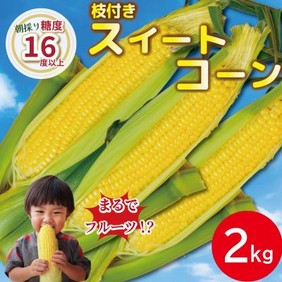 ふるさと納税 小松島市 [先行予約] とうもろこし スイートコーン 2kg 2026年4月より順次発送 ゴールドラッシュネオ