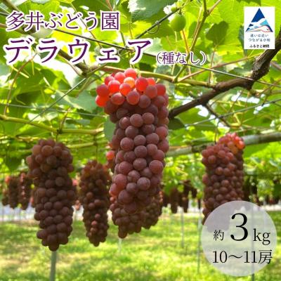 ふるさと納税 小松市 2026年先行予約 種なしぶどう デラウェア 3kg(10〜11房) 小松市産ブドウ 多井ぶどう園
