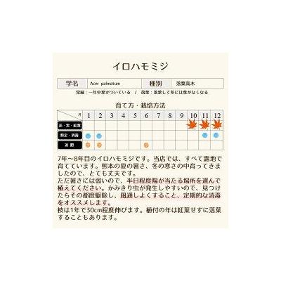 ふるさと納税 甲佐町 イロハモミジ(伊呂波紅葉)1.2m前後【株立】価格改定 |  | 01