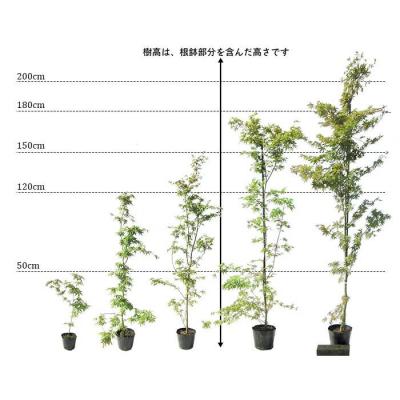 ふるさと納税 甲佐町 イロハモミジ(伊呂波紅葉)1.2m前後【株立】価格改定 |  | 03
