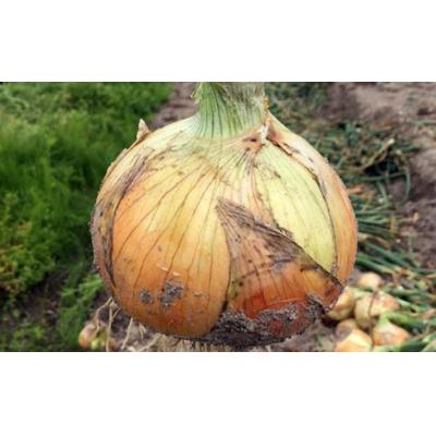 ふるさと納税 南あわじ市 淡路島玉葱　10kg　◆配送5月中旬〜翌年2月末頃 |  | 03