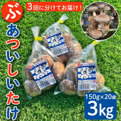 ふるさと納税 熊谷市 国分グリーンファームの採れたて「ぶあついしいたけ」(約1kg×3回)