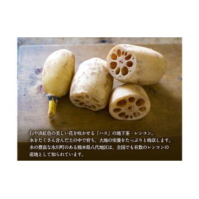 ふるさと納税 氷川町 レンコン 約3kg 熊本県氷川町産 道の駅竜北