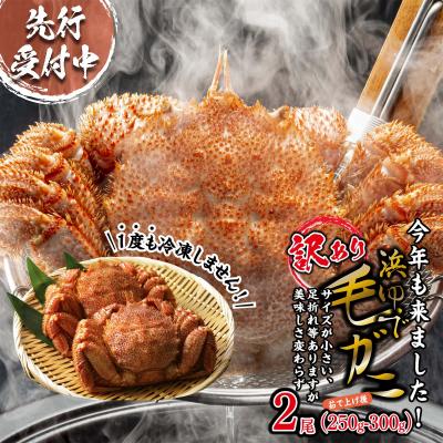 ふるさと納税 新ひだか町 &lt;2026年2月中旬から順次発送&gt;訳あり 北海道産浜ゆで毛ガニ 2尾(1尾あたり250g〜300g)