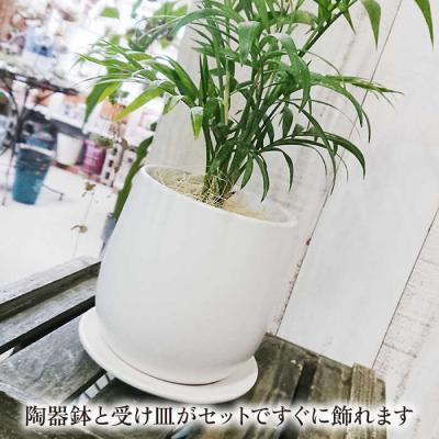 ふるさと納税 糸島市 テーブルヤシ糸島市/cocoha[AWB009]観葉植物グリーンインテリア_2