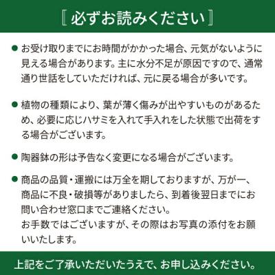 ふるさと納税 糸島市 テーブルヤシ糸島市/cocoha[AWB009]観葉植物グリーンインテリア_3
