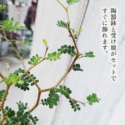 ふるさと納税 糸島市 ソフォラ糸島市/cocoha[AWB014]観葉植物グリーンインテリア室内 |  | 02
