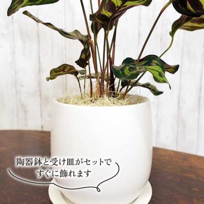 ふるさと納税 糸島市 葉模様が独特で美しい『カラテア・マコヤナ』糸島市/cocoha[AWB023]_2