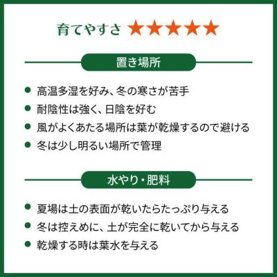 ふるさと納税 糸島市 葉模様が独特で美しい『カラテア・マコヤナ』糸島市/cocoha[AWB023]_3