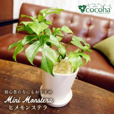 ふるさと納税 糸島市 葉に切れ込みが入ったモンステラの小型品種『ヒメモンステラ』糸島市/cocoha