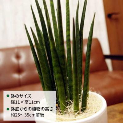 ふるさと納税 糸島市 マイナスイオン発生植物『サンスベリア・バキュラリス』糸島市/cocoha[AWB036]_1