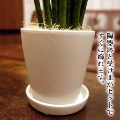 ふるさと納税 糸島市 マイナスイオン発生植物『サンスベリア・バキュラリス』糸島市/cocoha[AWB036]_2