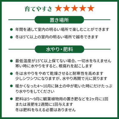 ふるさと納税 糸島市 マイナスイオン発生植物『サンスベリア・バキュラリス』糸島市/cocoha[AWB036]_3