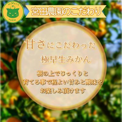 ふるさと納税 小松島市 【2026年10月発送】 みかん 秀品 極早生みかん 5kg 蜜柑 ミカン 柑橘 旬 フルーツ 果実 |  | 01