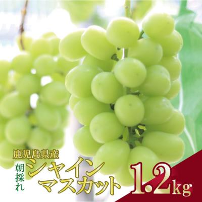 ふるさと納税 薩摩川内市 [先行受付]＼朝採れ/ 鹿児島県産 シャインマスカット 1.2kg(2房) ぶどう ASR-384