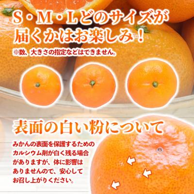 ふるさと納税 宇佐市 温州みかん 5kg 11月上旬発送【103610100】【井上農園】 |  | 03
