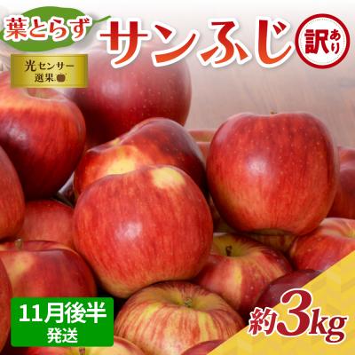 ふるさと納税 五所川原市 [2025年11月後半発送][訳あり]青森県産 葉とらず サンふじ りんご 約3kg