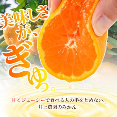ふるさと納税 宇佐市 温州みかん 5kg 11月下旬発送[103610300][井上農園]