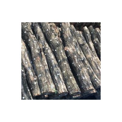 ふるさと納税 鳥取市 しいたけのなる木(ほだ木) 2本