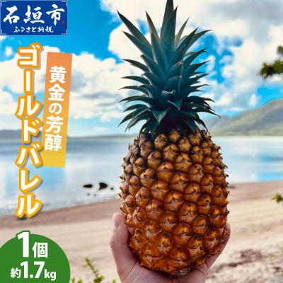 ふるさと納税 石垣市 [先行予約]黄金の芳醇 ゴールドバレル 1玉 約1.7kg <2027年7月以降順次発送>