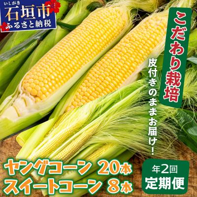 ふるさと納税 石垣市 1番遅くて1番早い プレミアムヤングコーンとスイートコーンのよくばり定期便!!