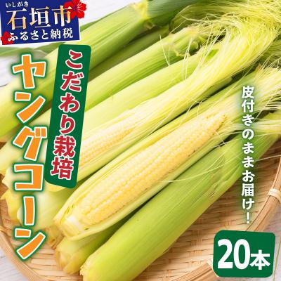 ふるさと納税 石垣市 【先行予約2027年1月-5月配送】朝採れプレミアム