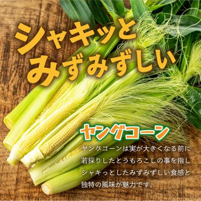 ふるさと納税 石垣市 【先行予約2027年1月-5月配送】朝採れプレミアム