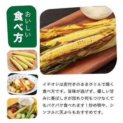 ふるさと納税 石垣市 【先行予約2027年1月-5月配送】朝採れプレミアム